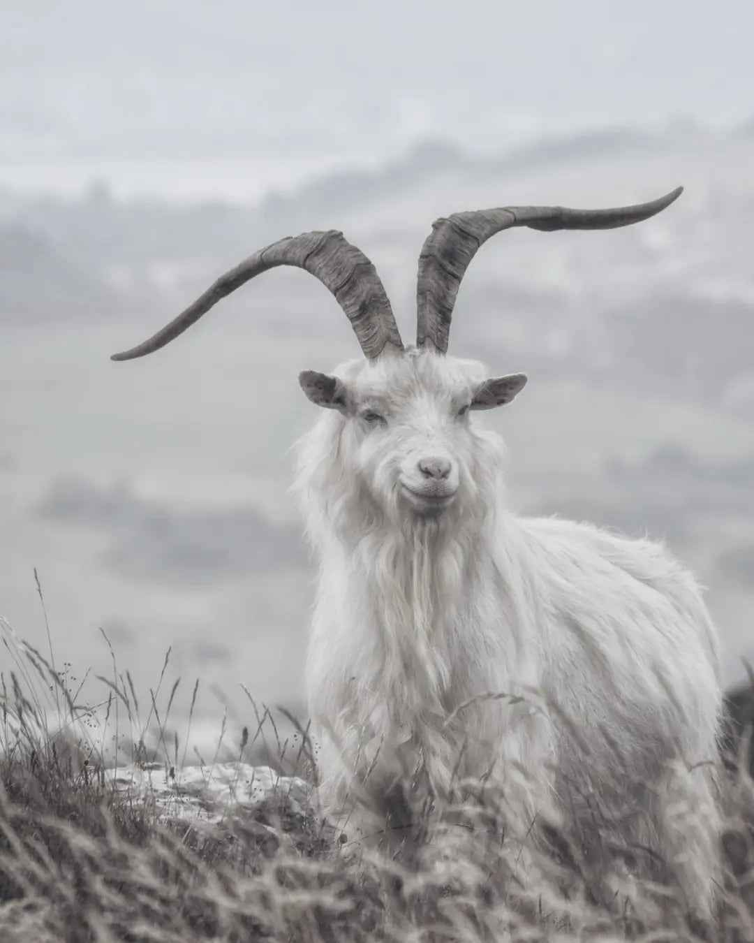 A Guide to Responsibly Sourced Cashmere and Merino Wool: The Best Choice for Men’s, Women’s, and Unisex Sweaters - Casa Nodale